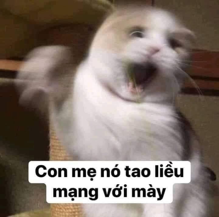 meme hài bựa
