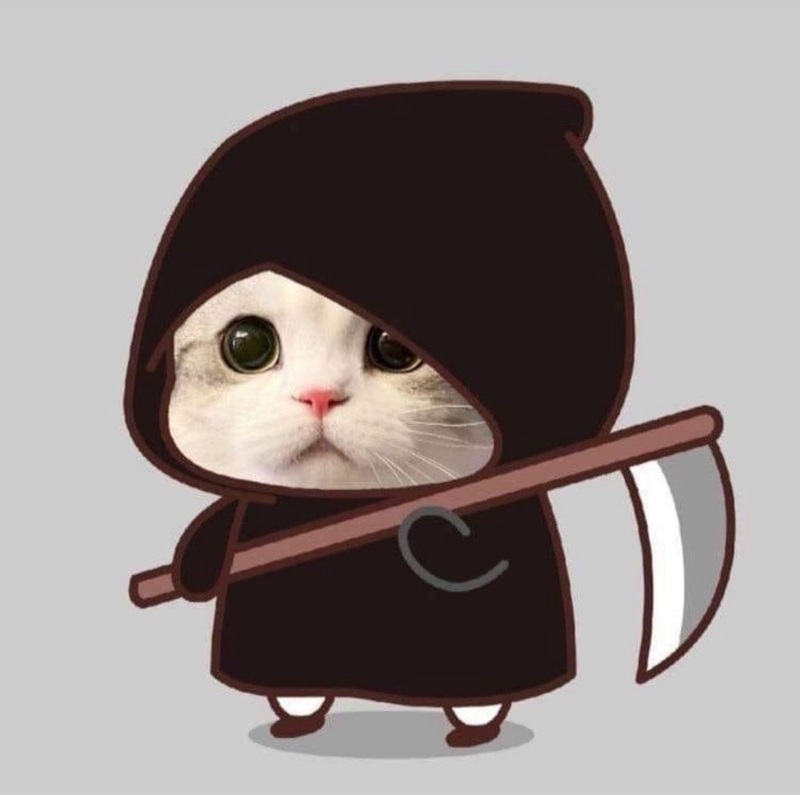 Hình ảnh mèo chibi mập cực cute