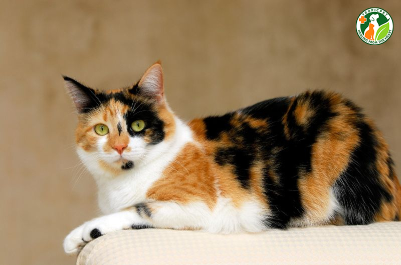 Mèo tam thể và sự thật thú vị ẩn sau bộ lông 3 màu độc đáo