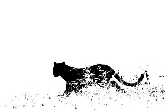 Hình ảnh 8-bit so với 16-bit - Hình ảnh 1 bit