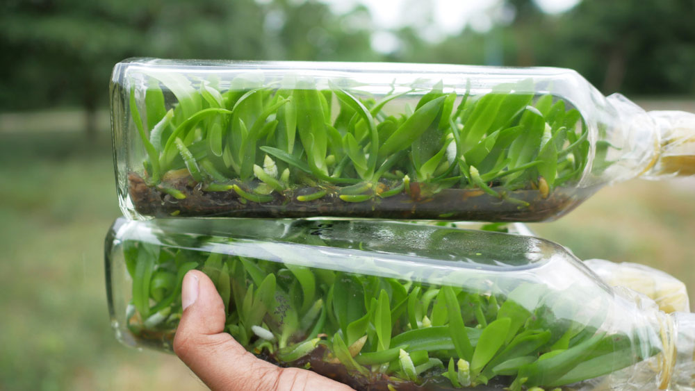 Ứng dụng Auxin trong nhân giống vô tính