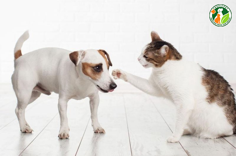 Chó mèo đánh nhau