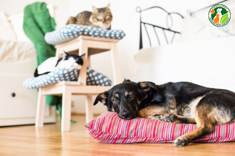 Chó mèo đánh nhau