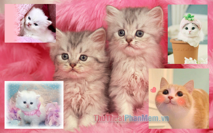 Avatar mèo đáng yêu, xinh đẹp và ngộ nghĩnh