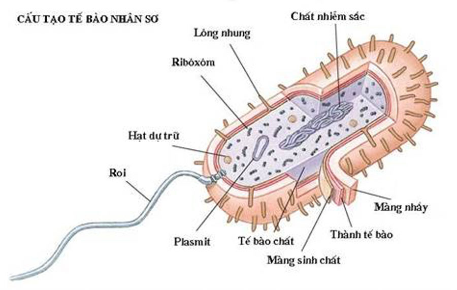 Tế bào Vi Khuẩn