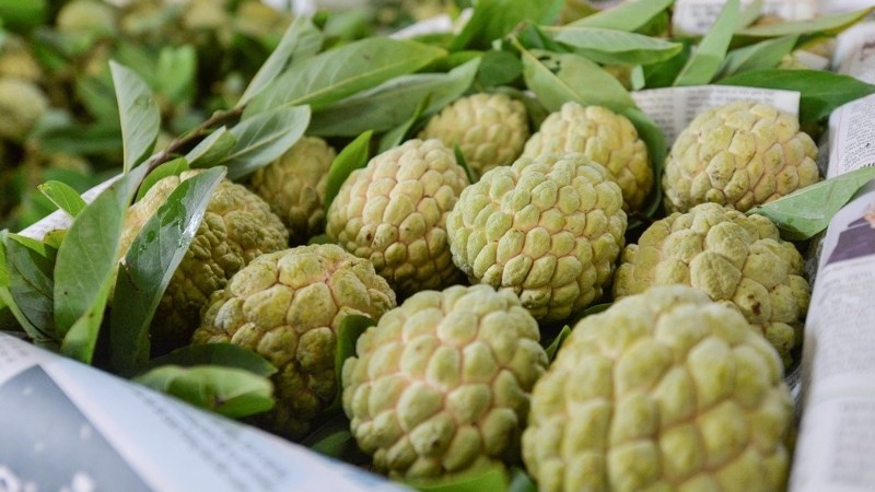 Cách bảo quản na trong điều kiện thường