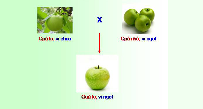 Biến dị tổ hợp là gì? Nguyên nhân, ý nghĩa, ví dụ?