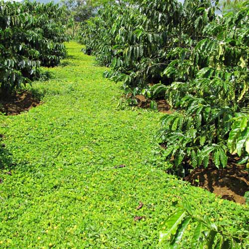 cai-tao-dat-bang-che-phu