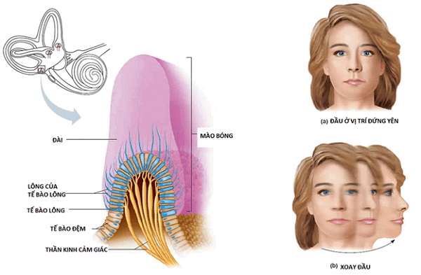  Mào bóng ở đầu phình ống bán khuyên - Nguồn: Healthjade.net