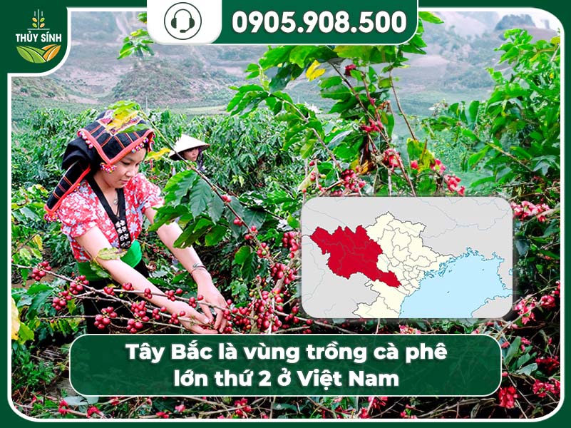 Vùng trồng cà phê lớn thứ 2 tại Việt Nam