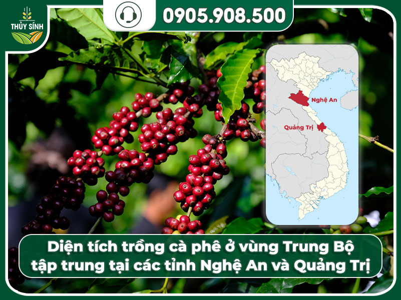 Diện tích trồng cà phê lớn thứ 3 cả nước