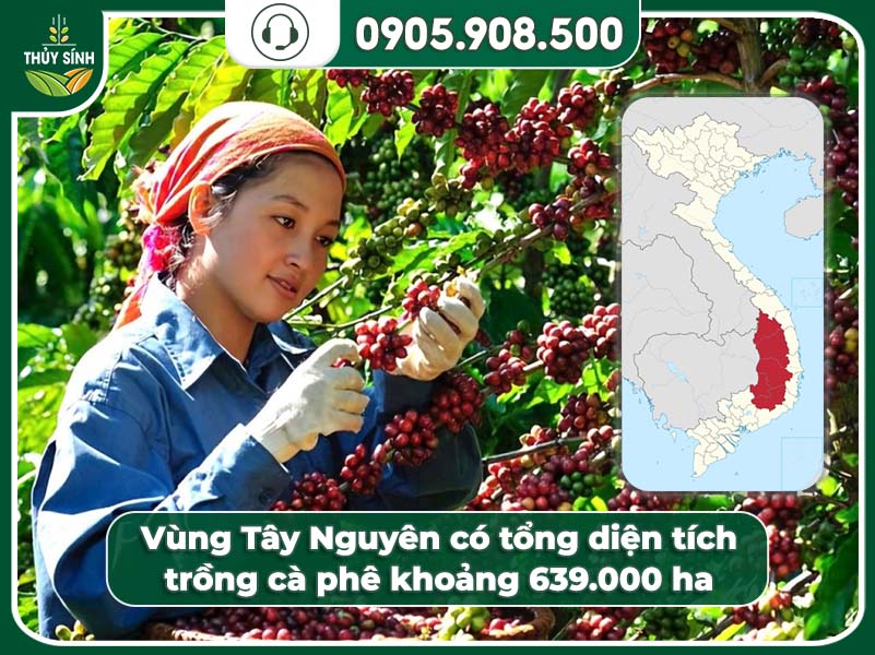 [Giải đáp 2025] cây cà phê được trồng nhiều nhất ở vùng nào?