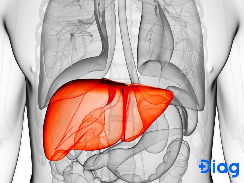 5 chức năng của gan và cách tăng cường chức năng gan