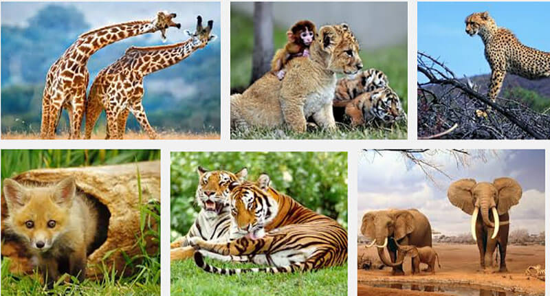 Hình ảnh môi trường sống của sinh vật trên cạn