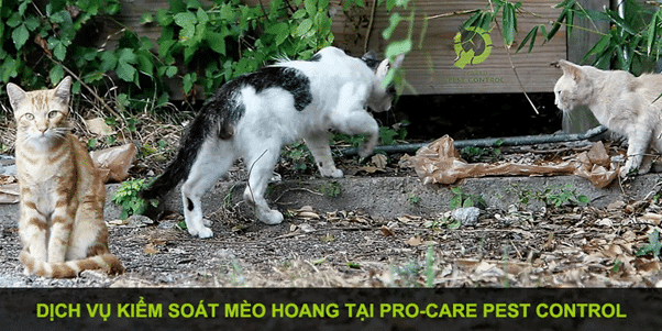 Cách Bắt Mèo Hoang