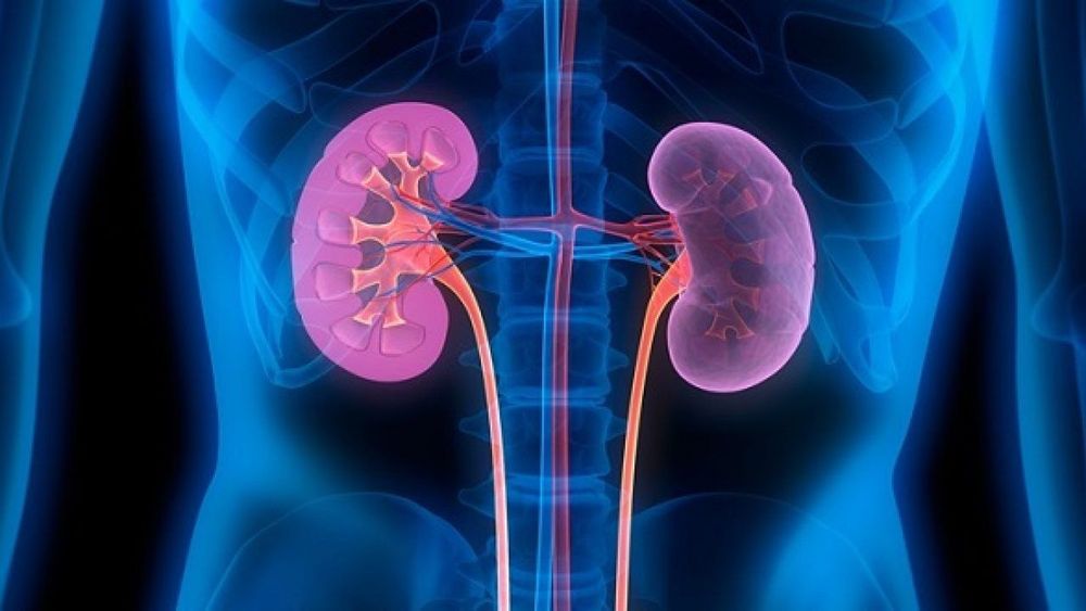 Thận là cơ quan được đánh giá cao về chức năng trong lục phủ ngũ tạng