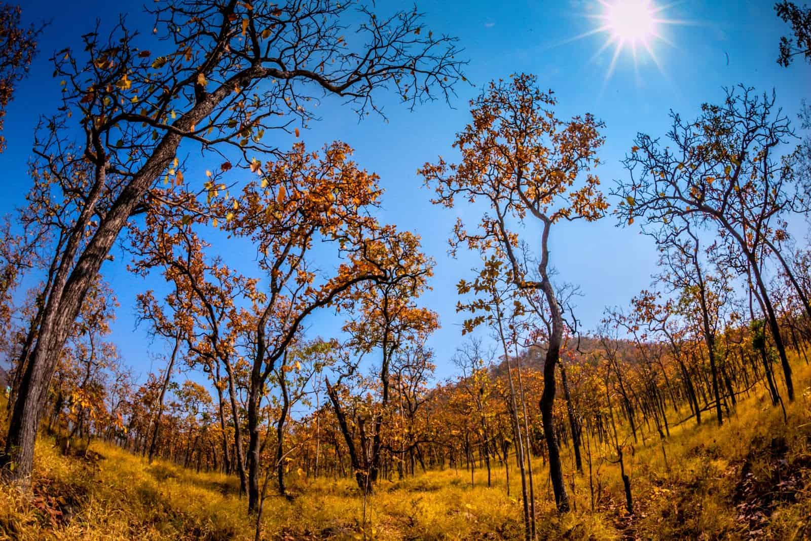 Cảnh quan chủ yếu của Đông Nam Á là? Yếu tố nào ảnh hưởng đến cảnh quan khu vực?