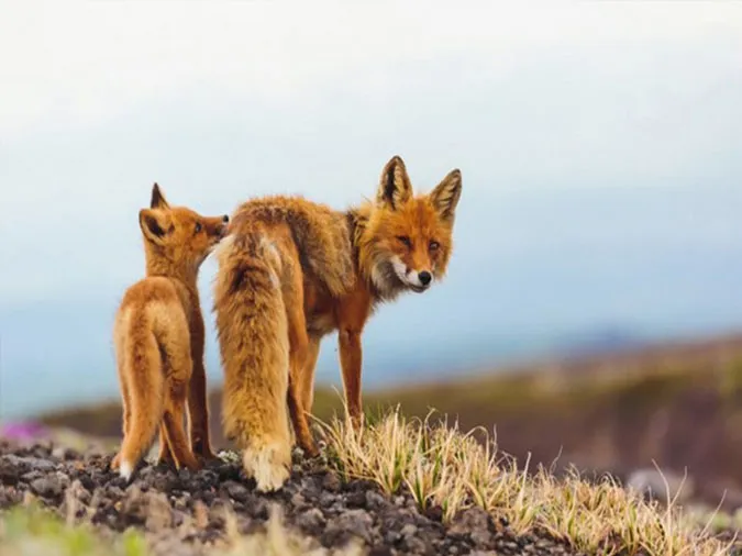 Giải thích ý nghĩa thành ngữ ‘Cáo chết ba năm quay đầu về núi’