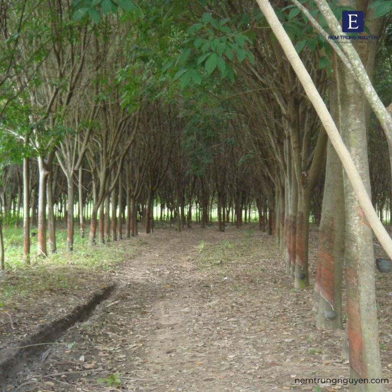 Vườn cây cao su