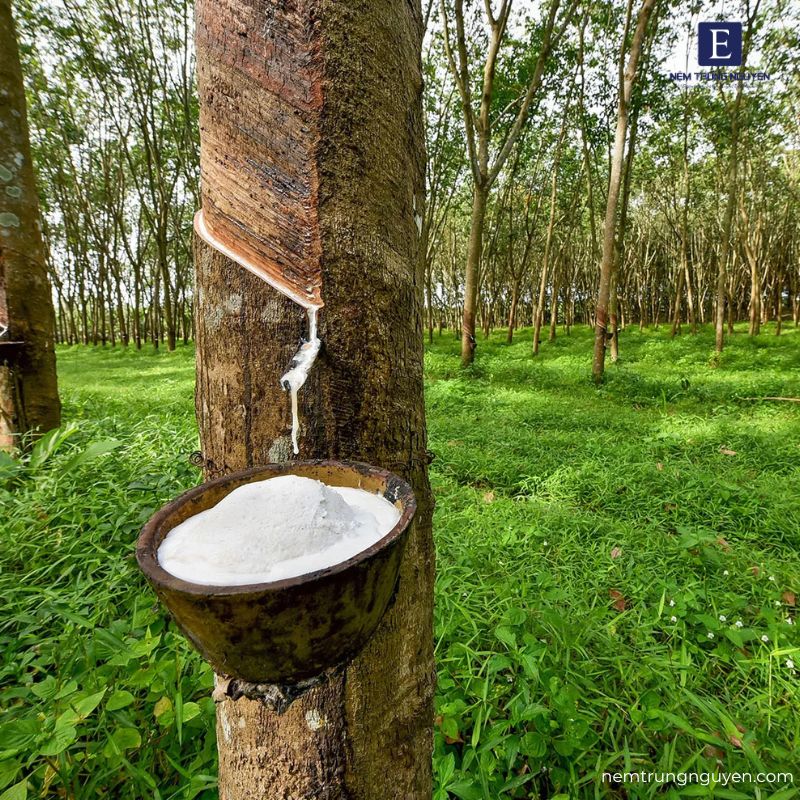 Ưu điểm cao su tự nhiên