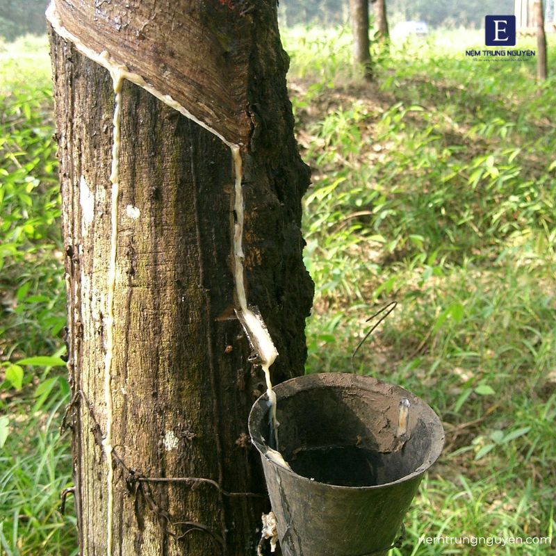 Cao Su Thiên Nhiên Là Gì? Nguồn Gốc, Đặc Điểm Và Ứng Dụng