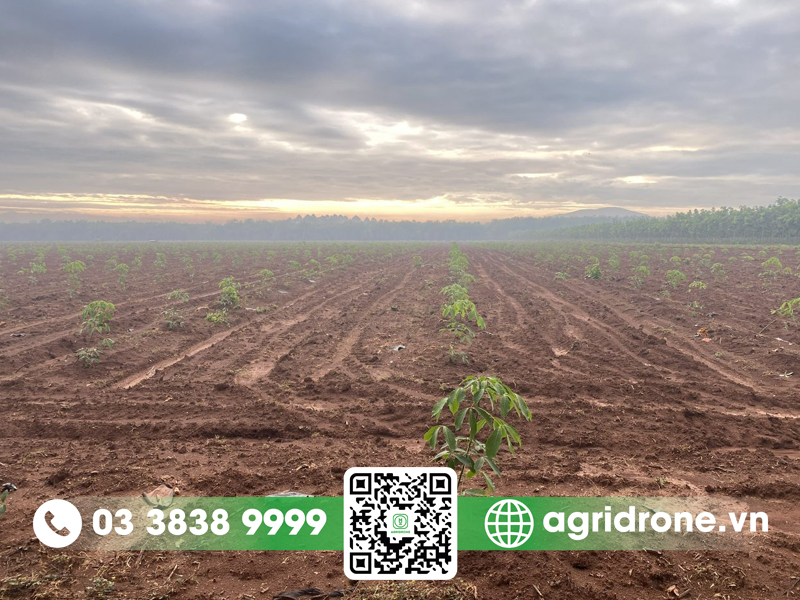 Cây cao su thích hợp với loại đất nào để phát triển tốt nhất?