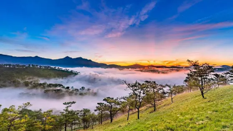 Đất trồng cây công nghiệp lâu năm là gì? Quy định về đất trồng cây lâu năm