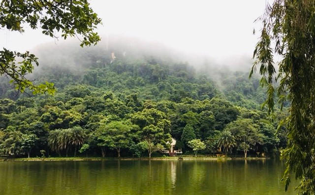 Cây có đường kính gốc rất lớn, khoảng 5 m