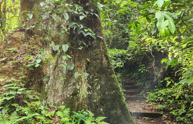 Khám phá rừng Cúc Phương là hành trình trải nghiệm độc đáo, thú vị của mỗi khi du khách về với vùng đất và con người nơi đây