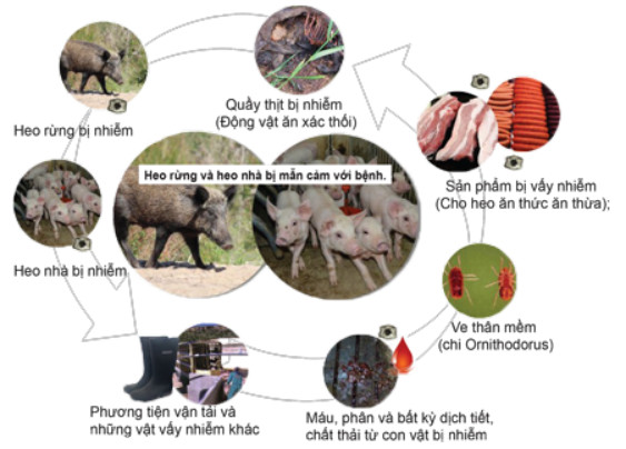 con đường lây lan dịch bệnh tả lợn Châu Phi - thietbithuy.vn