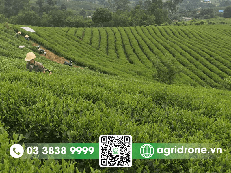 Cây chè được trồng chủ yếu ở vùng nào của Việt Nam?