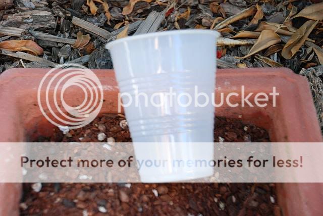 Lý do Chiết cành hay Giâm cành đạt kết quả??