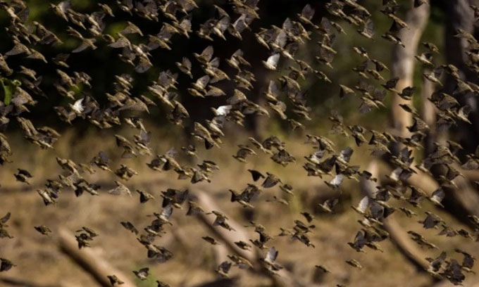 Nhuyễn thể là nguồn thức ăn cho một số động vật lớn nhất hành tinh.