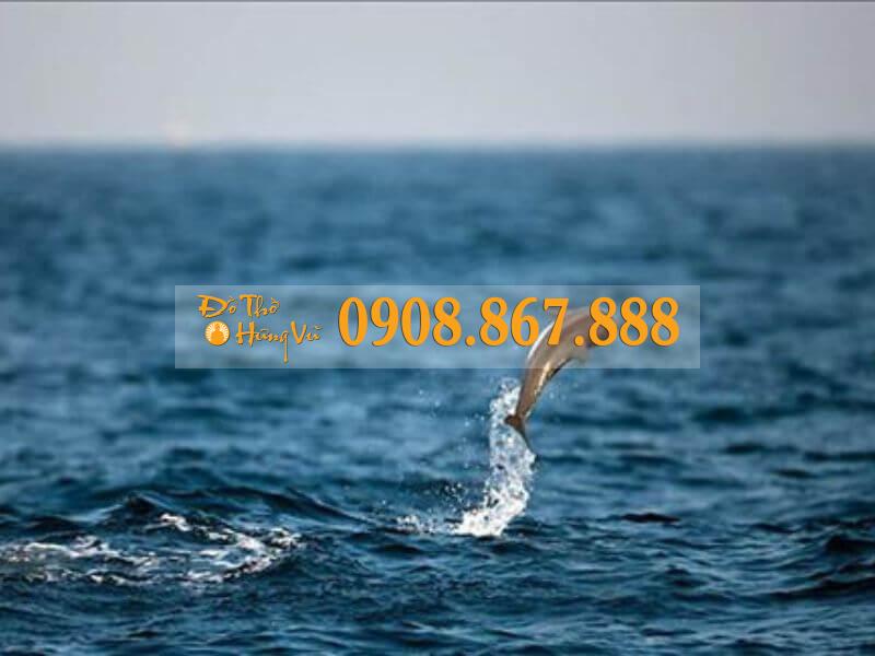 Chim sa cá lặn là gì