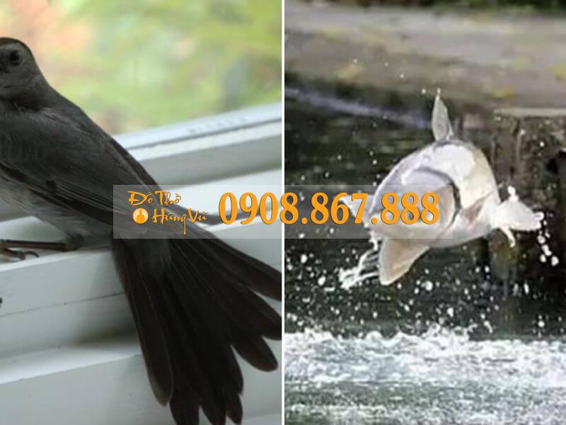 Chim sa cá lặn là gì