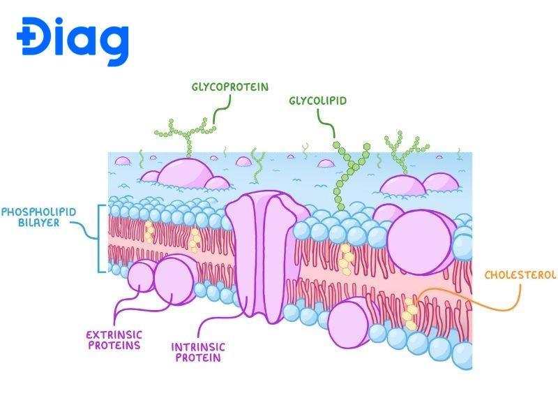 Cholesterol là một phần quan trọng của màng tế bào.