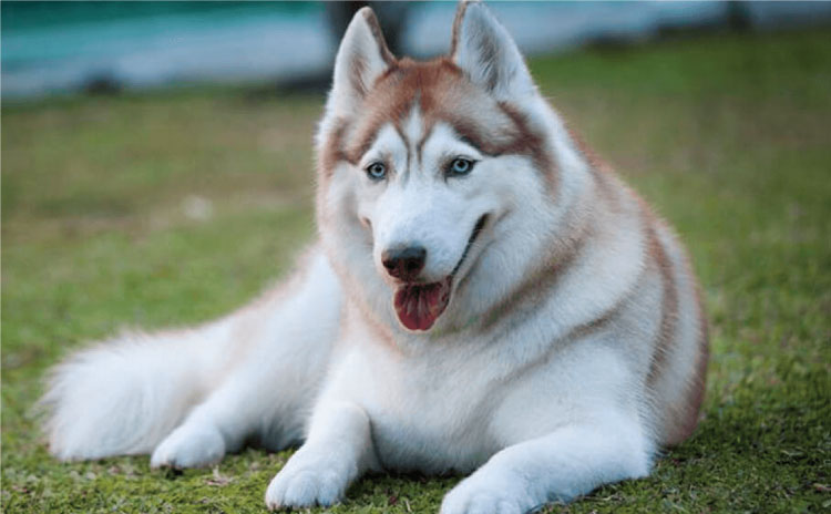 Chó husky thuần chủng có giá bao nhiêu?