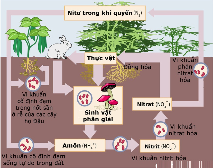 Chu trình Nitơ - Chu trình sinh địa hóa
