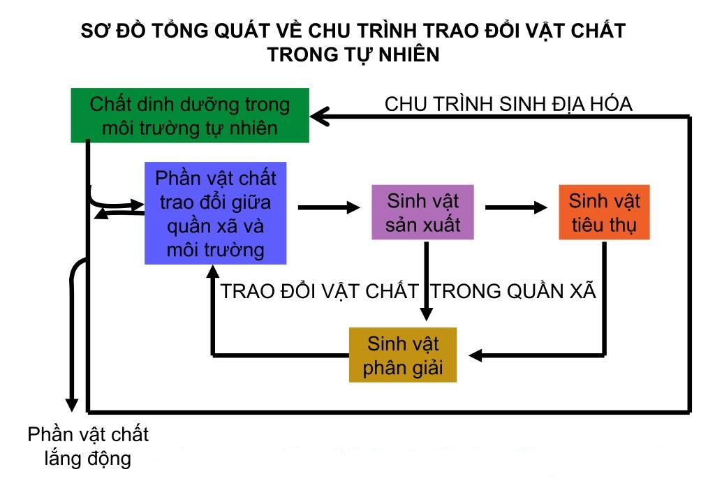 Chu Trình Sinh Địa Hóa Là Gì? Vai Trò, Ý Nghĩa Và Bài Tập