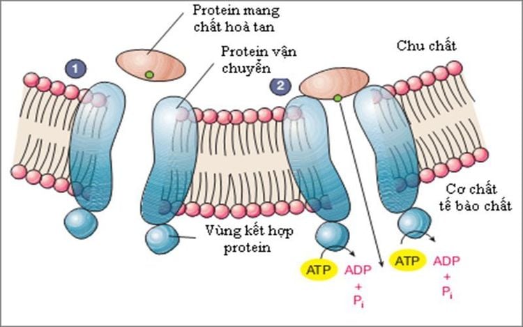 Protein giúp vận chuyển các chất dinh dưỡng vào tế bào