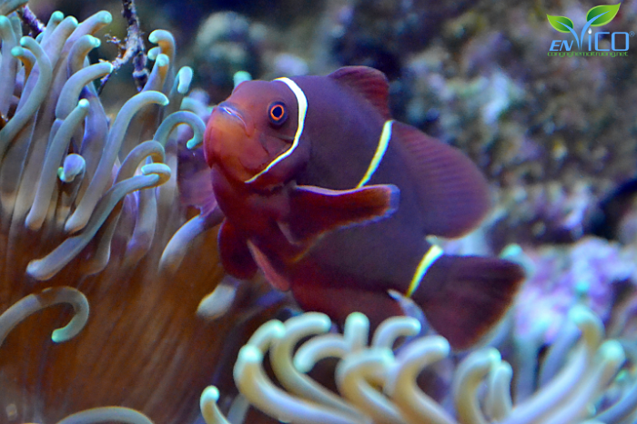 Nhân tố sinh thái là gì? Các loại nhân tố sinh thái hiện nay