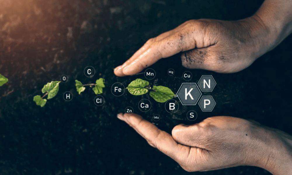 Cách sử dụng phân bón hóa học chuẩn khoa học, không lãng phí, an toàn