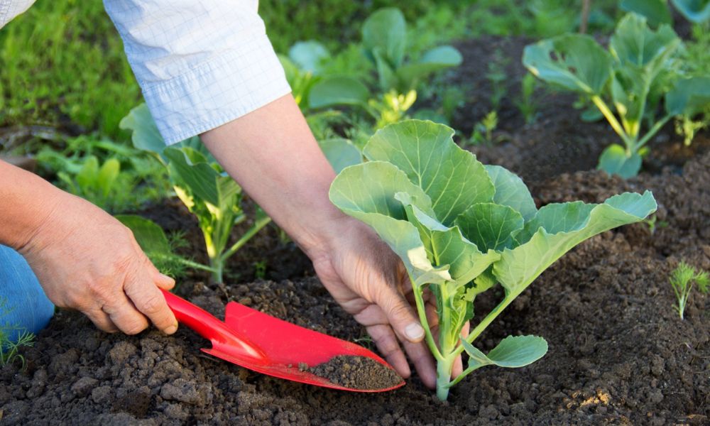 Cách sử dụng phân bón hóa học chuẩn khoa học, không lãng phí, an toàn