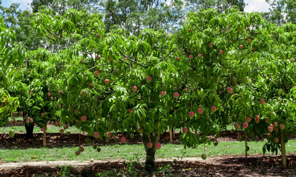 Cách sử dụng phân bón hóa học chuẩn khoa học, không lãng phí, an toàn