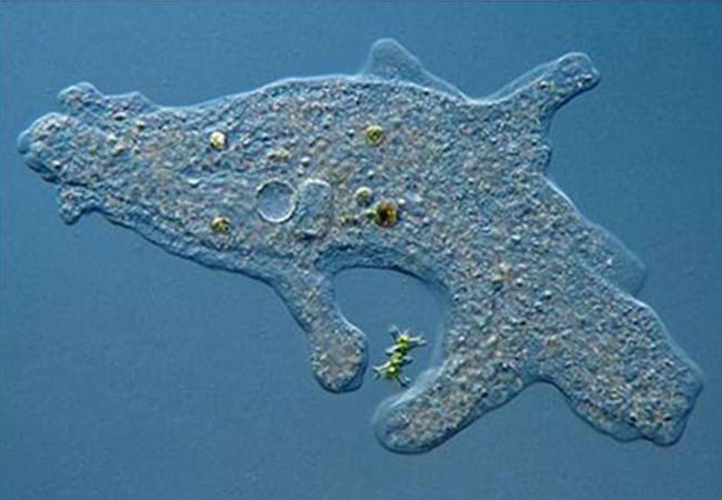 Cơ thể nào sau đây là đơn bào?