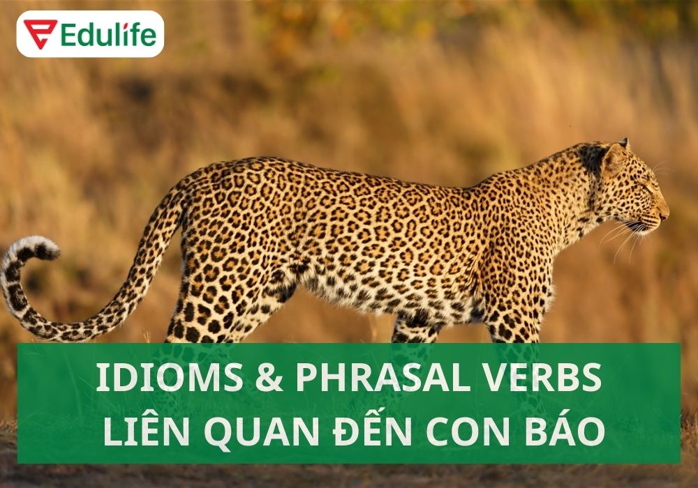 Con báo tiếng Anh là gì?