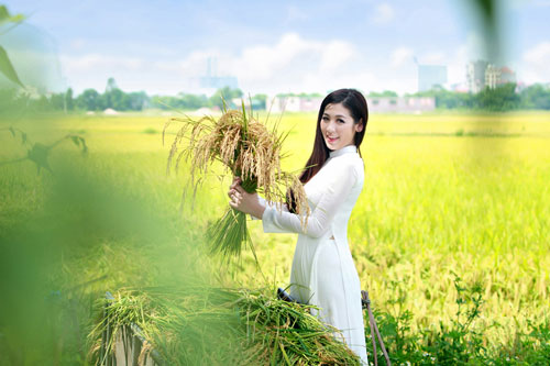 Chup-anh-voi-dong-lua-chin