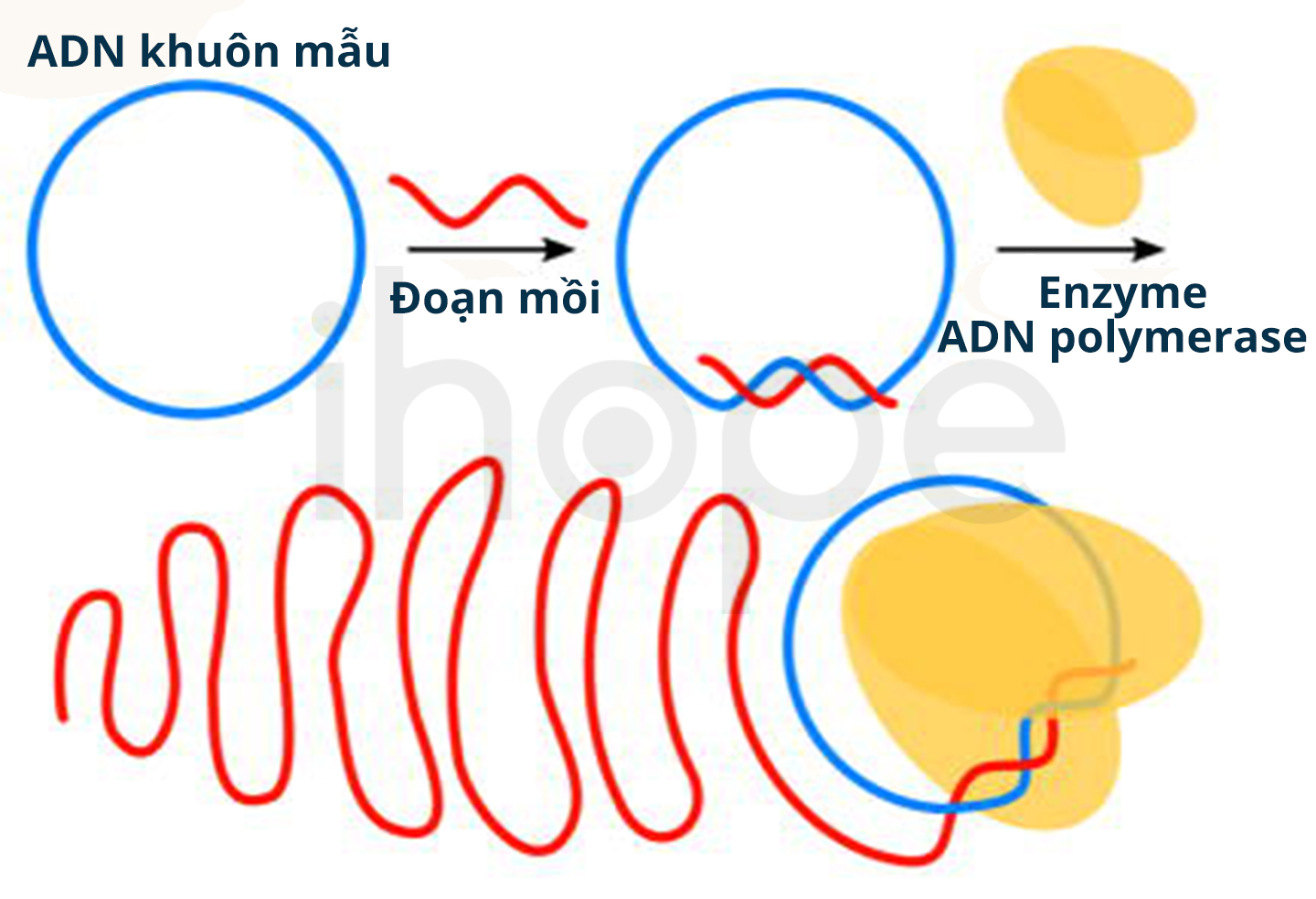 Điện Di Gel Agarose