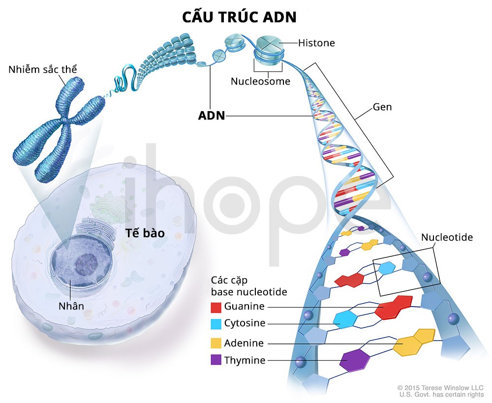 Cấu trúc ADN