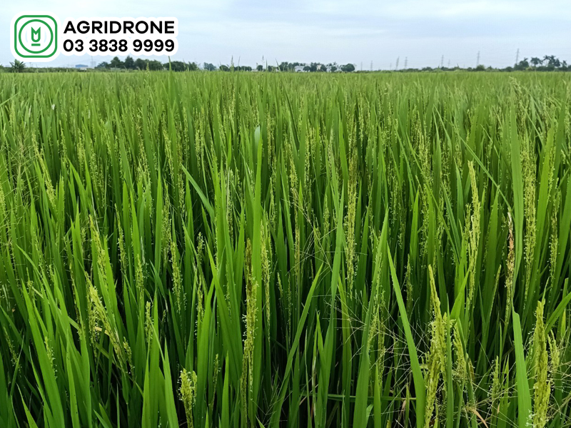 nang suat lua vu mua 2